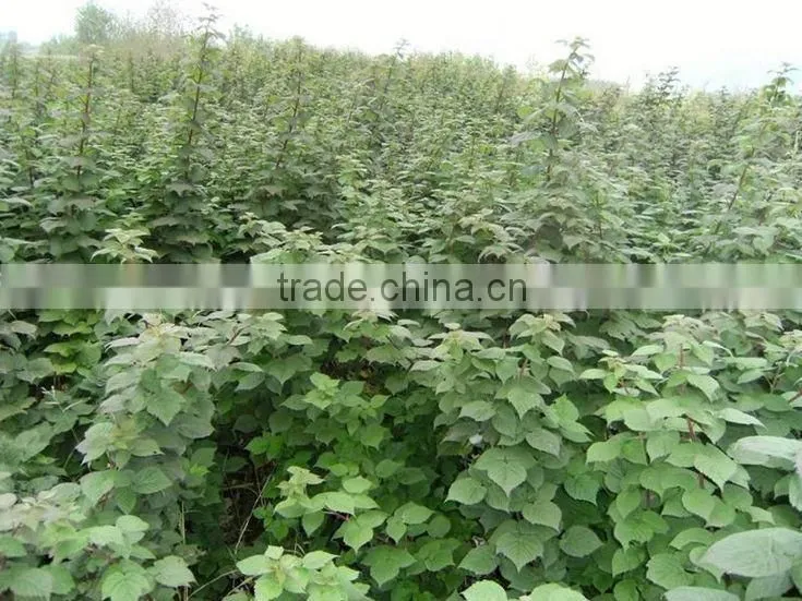 raspberry tree seedling