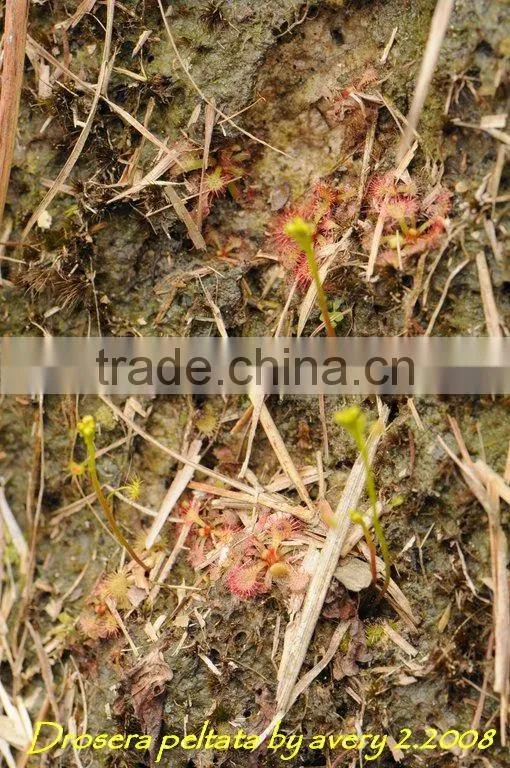 Drosera for medicine