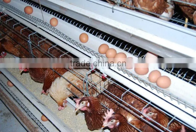 poultry farm layer cage(3 tiers)