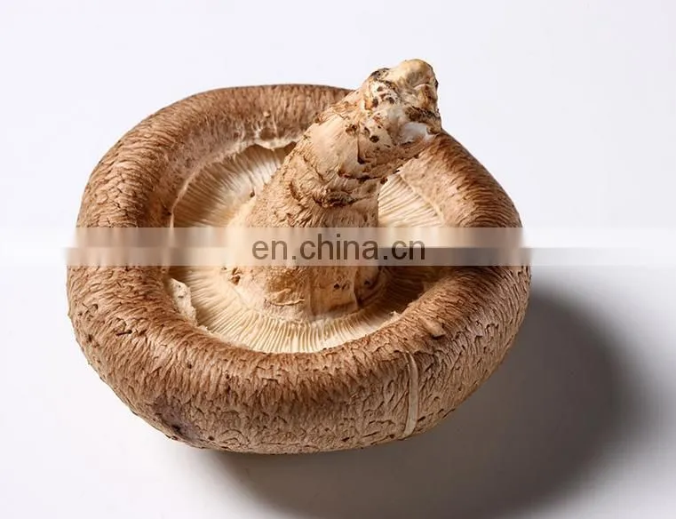 Electric vegetable and fruit washing machine for fresh fruits and vegetables