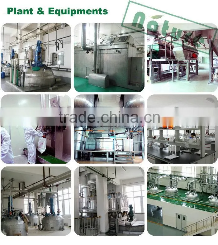 Chasteberry Extract