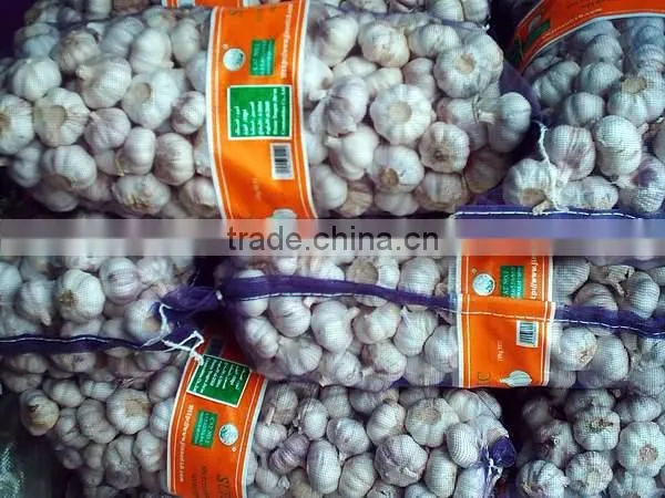 High Quality 2015 New Crop Natural Garlics