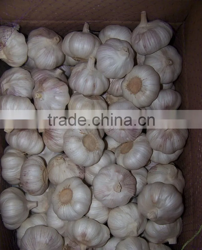 Directly supply 10kg mesh bag garlic