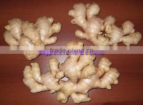 China Fresh Ginger Lowest Price