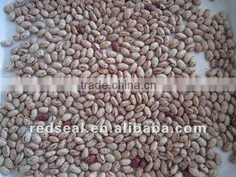 Purple light speckled kidney beans 2016