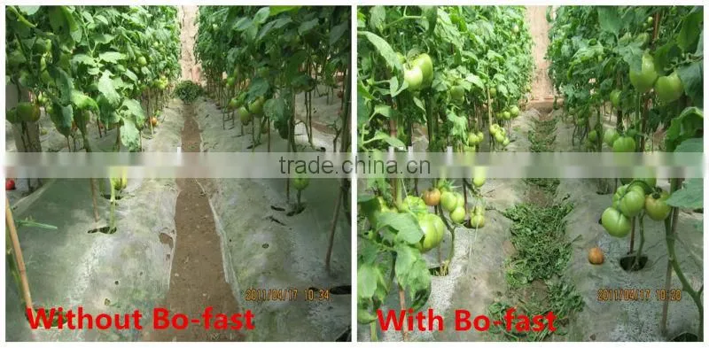 NEWSUN Bo-Fast Boron Liquid Fertilizer