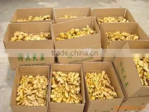 New crop chinese fresh mature ginger with high quality