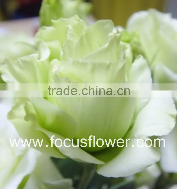 Wide Varieties Fresh Cut Flower Color Lisianthus Purple Lisianthus Flowers From Yunnan, China
