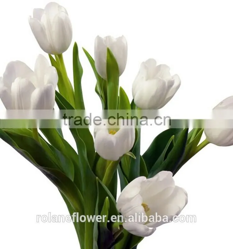 hot selling cut fresh flower white tulip bulbs to export