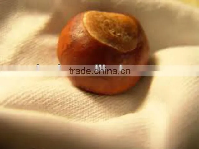 Fresh factory direct chestnut sale in shell