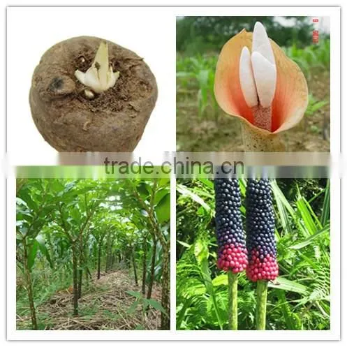 Ready made fiber snacks konjac also called konjac chips