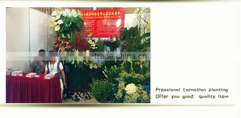 wholesale fresh cut flower of white carnation
