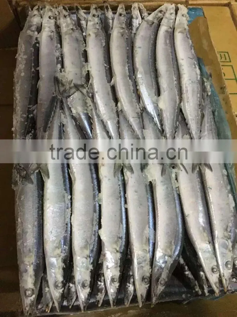 2016 High Quality Frozen Pacific Saury