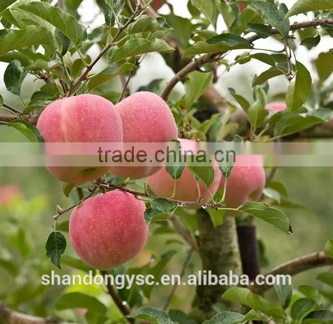 Good quality Fuji apple China red apple export