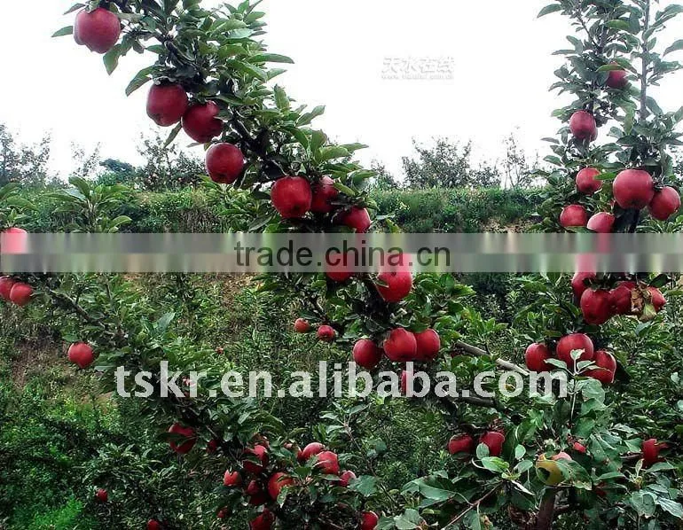fresh apple of fruit vegetable