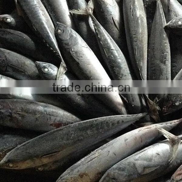 frozen bonito fish bonito powder on sale