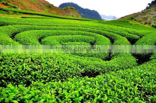 High quality best selling green tea from Vietnam