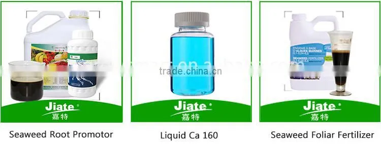 seaweed extract organic powder /flake fertilizer