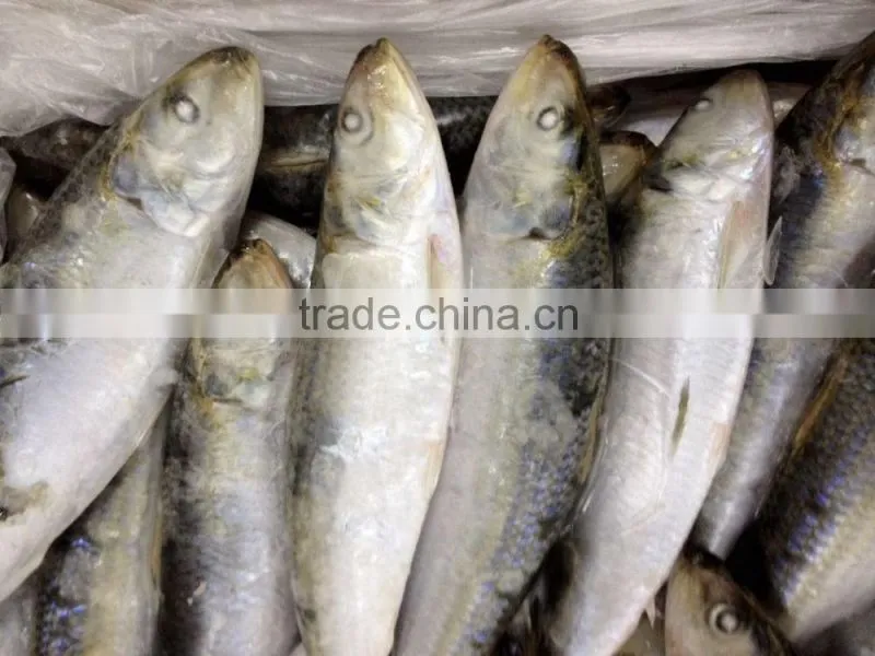60-70g Pacific Mackerel Bait