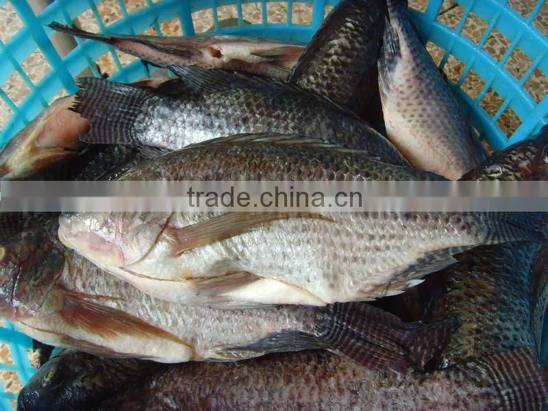 low price frozen tilapia fish gutted and scaled