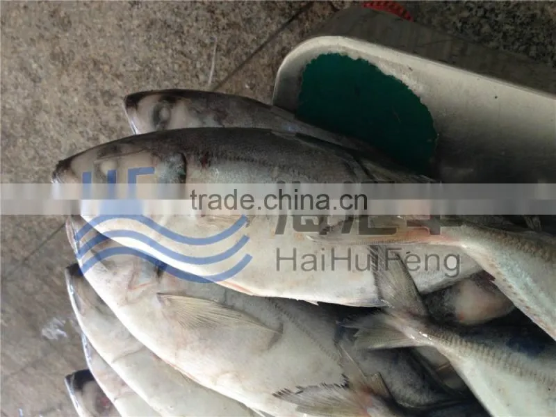 Whole round frozen horse mackerel fish in good price 25+