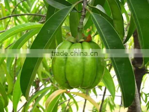 100% natural Garcinia Cambogia extract