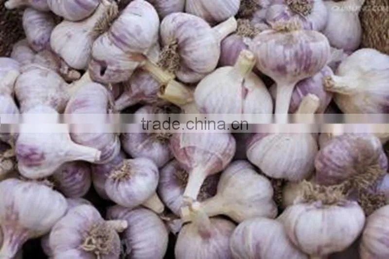 Low Price Buy Chinese Garlic