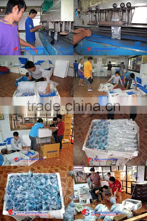Aquarium Fish Tank Supply from Thailand