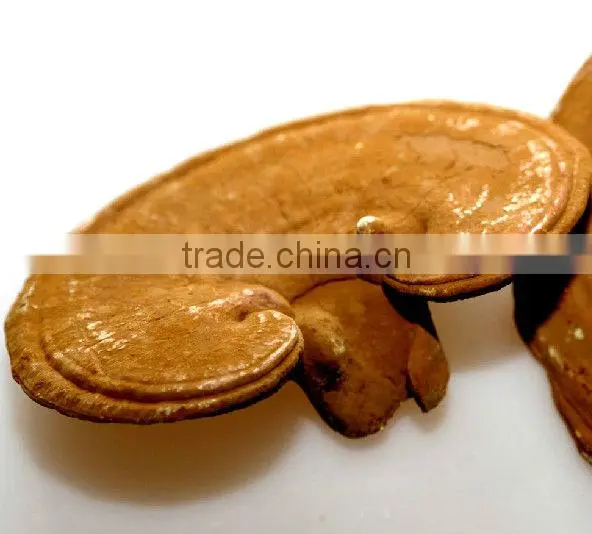 Duan Wood Reishi Slice,Ganoderma lucidum