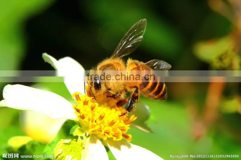 Mature sunflower pure honey in bulk or bottle packaging