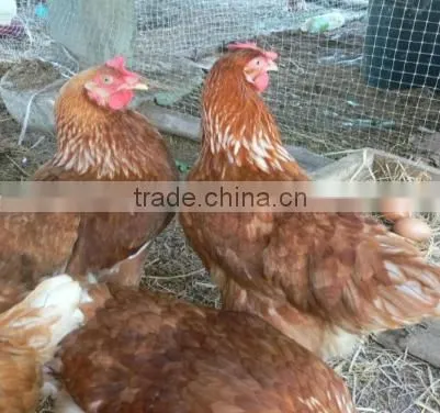 Extruded Plastic mesh roll for rearing chicks