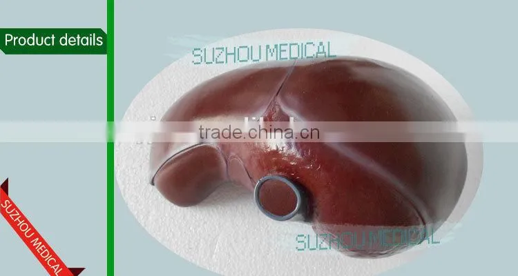 Liver model