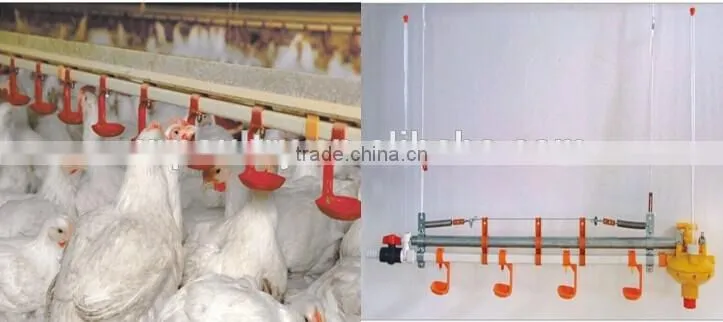 poultry farm ground raising chicken broiler equipment