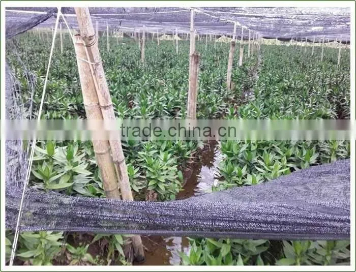 bucket shape lucky bamboo bonsai dracaena sanderiana indoor ornamental aquatic feng shui plants nursery garden decoration