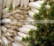 no soil white radish