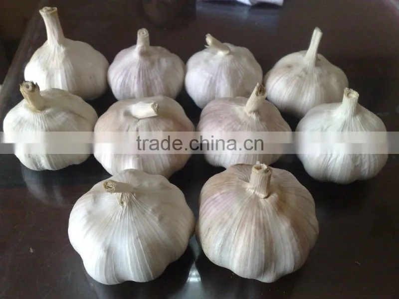 WHITE GARLIC (SKYPE: VISIMEX10)
