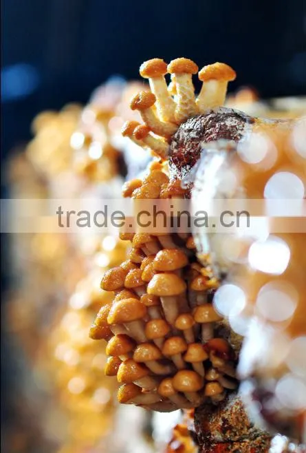 NAMEKO MARINATED 580ml