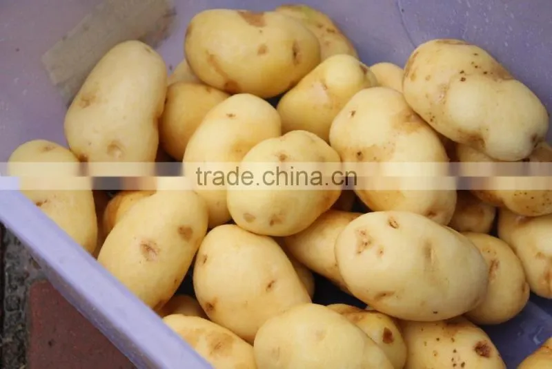 MSTP-80 Stainless Steel Full Automatic Potato Peeling Peeler Skin Removal Machine