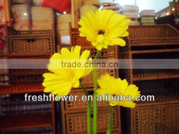 yellow gerbera