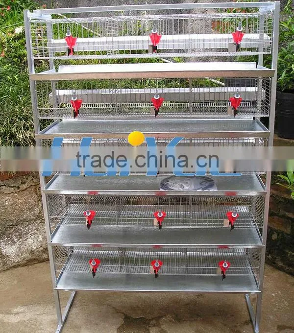 Battery Cage Quail