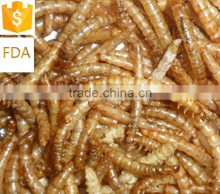 Best selling mealworm treats