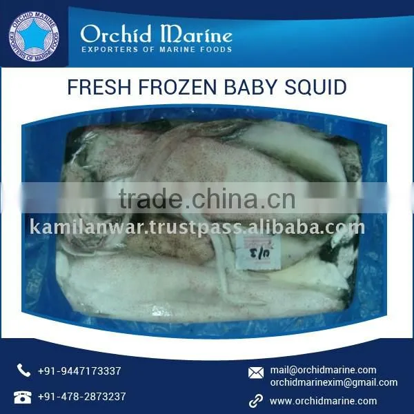 Cleaned Frozen Baby Squid Available at Low Price