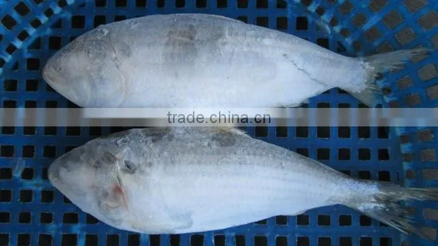 FROZEN SARDINE FISH