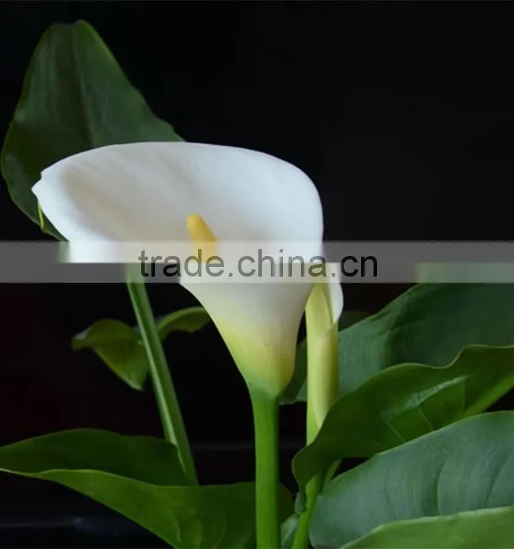 New stylish calla lily flower for decor