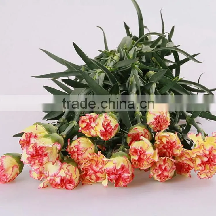 Good quality Charming bride single head carnation flower
