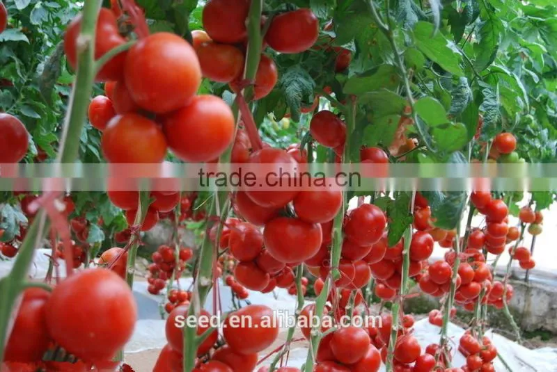 Fruit Seeds Tomato Seed for Processing