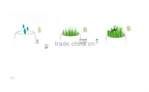 Little self-confident man Grass Doll, Healthy Grass Doll