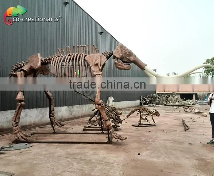 Fiberglass animal skeleton model of Mammoth