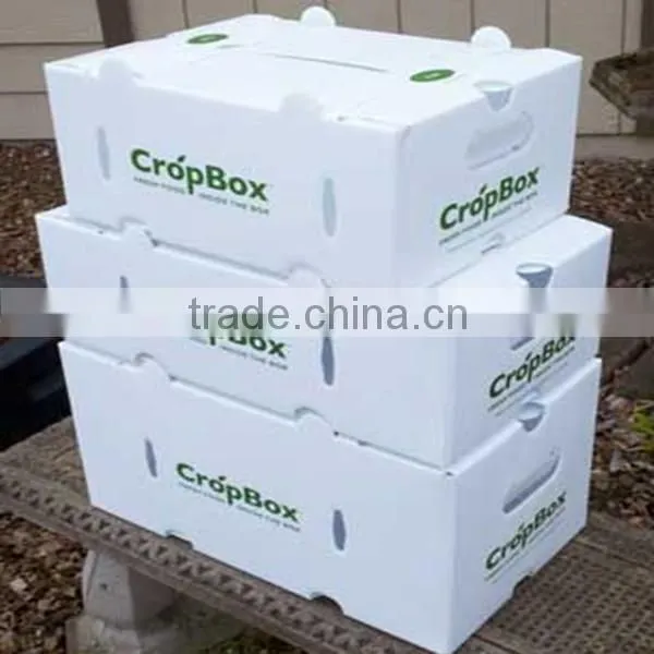 pp corrugated fruit and veg harvesting boxes
