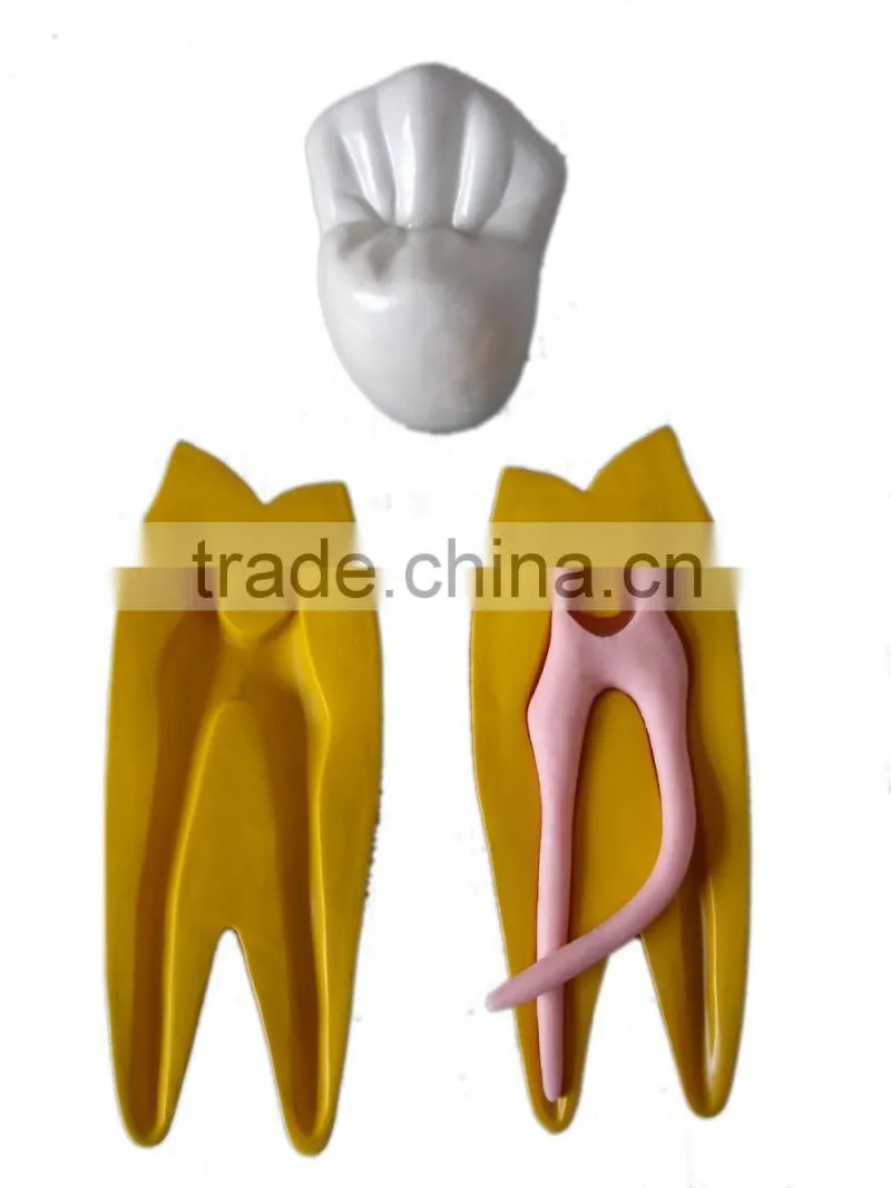 Dental 15 times permanent teeth decomposition model DEA-37